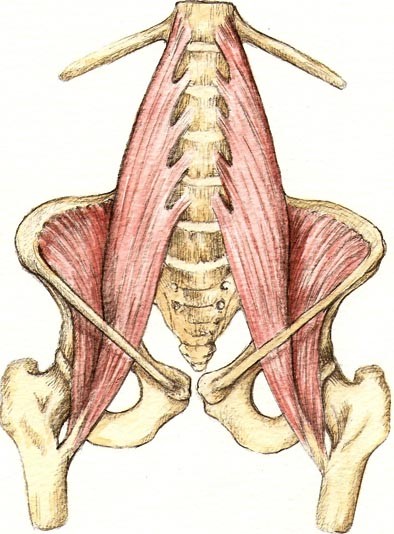 Psoas-el-musculo-del-alma