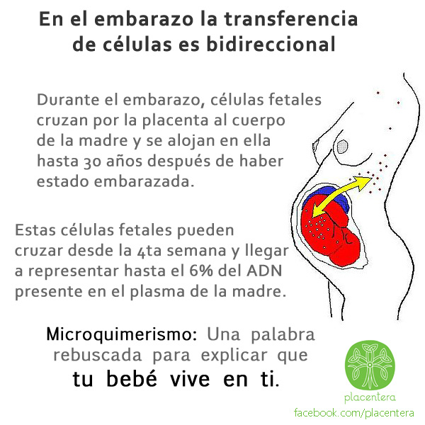 Mujer-Embarazo y Microquimerismo