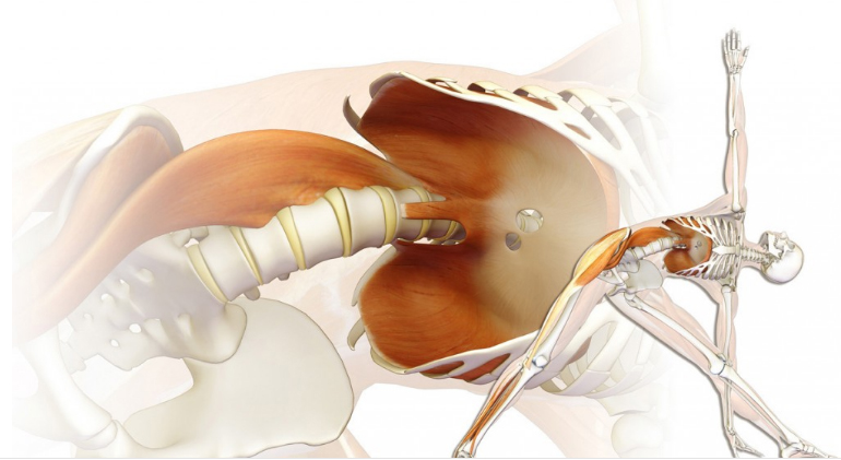 El Músculo PSOAS: “El Reflejo del Miedo” Alquimia Abdominal ®